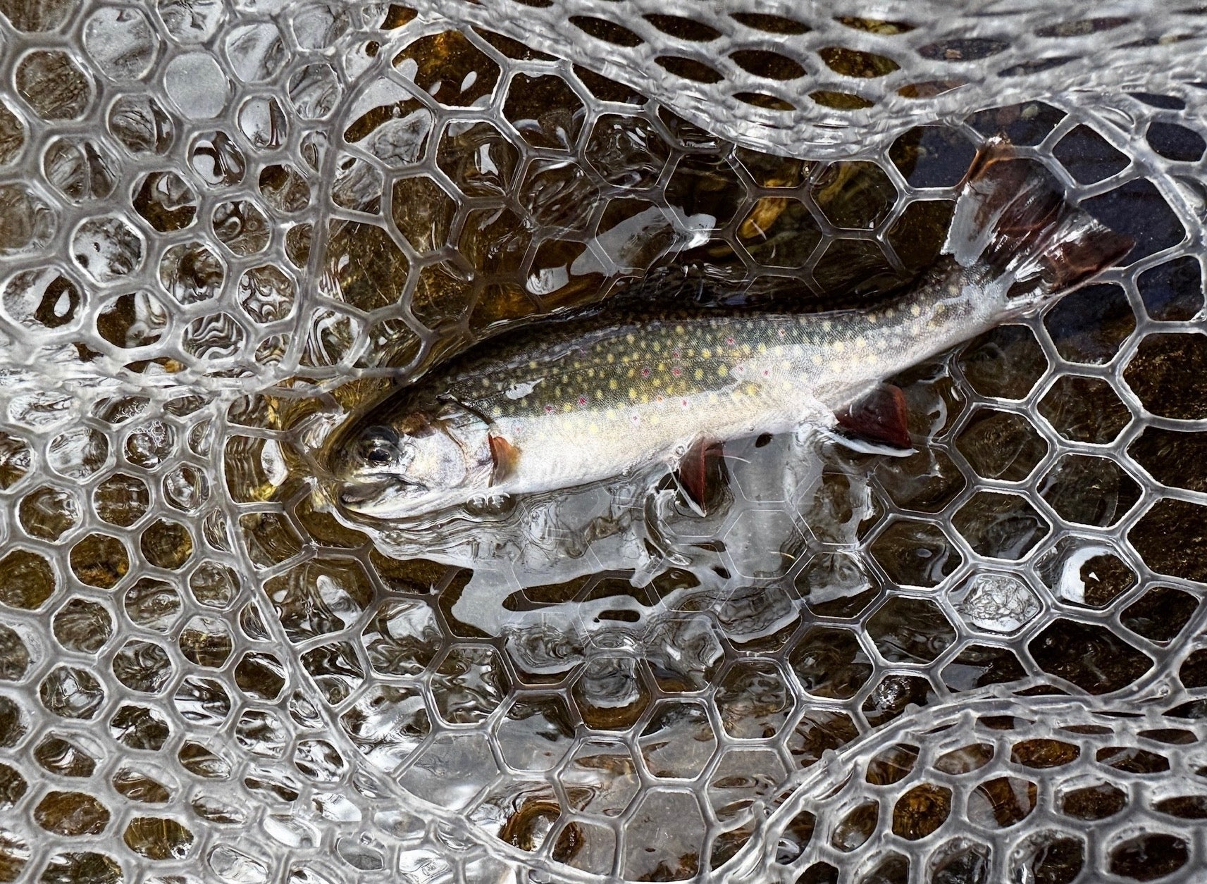 Brooke Trout in net