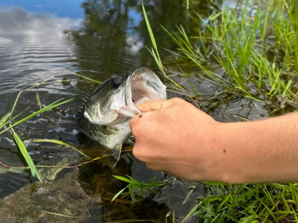 Fishing the Shallows: Early Summer Hotspots That'll Make You Forget About Deep Water