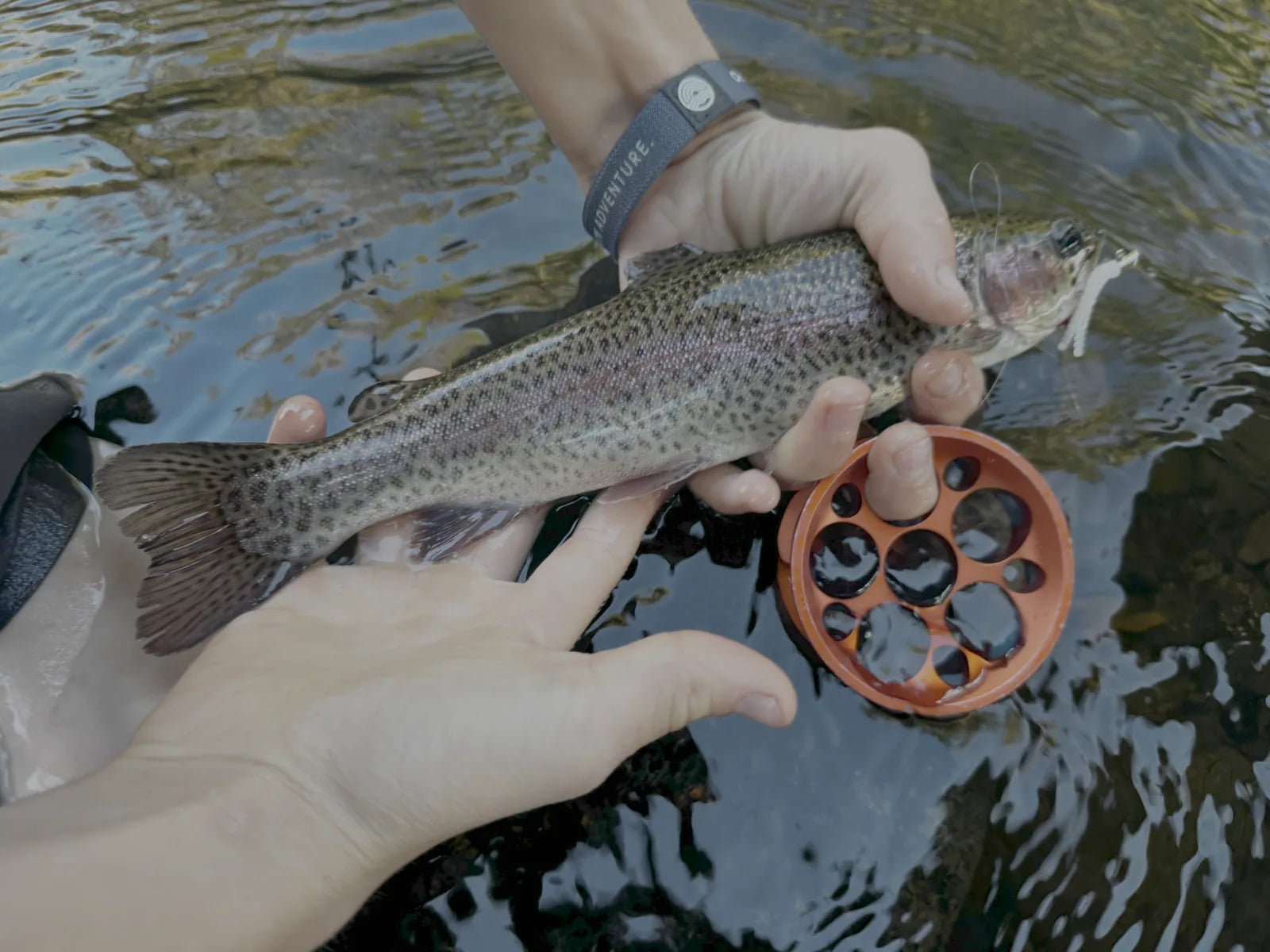 Rainbow trout caught with a GoReel Pro hand reel, held over a river