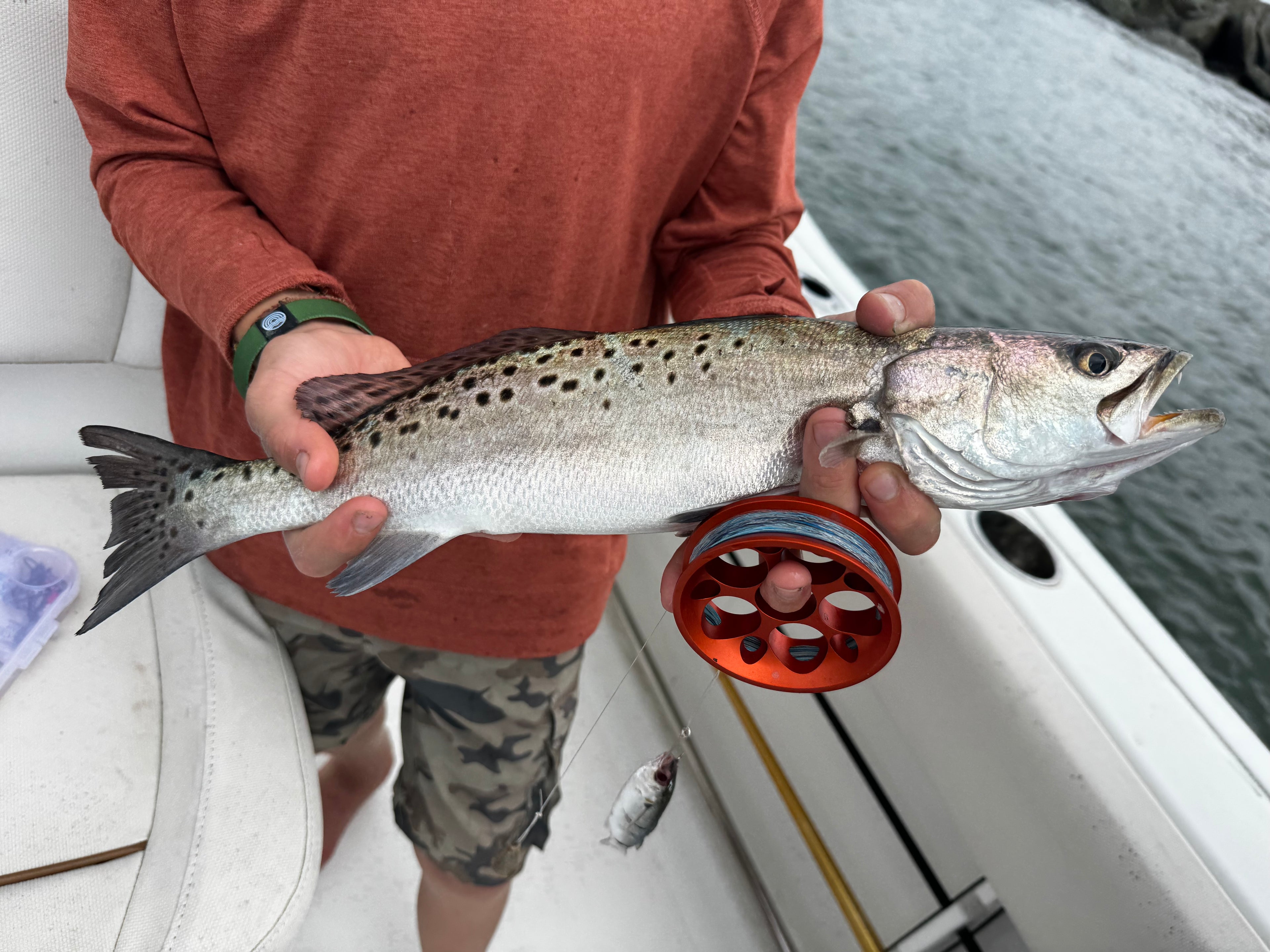 Sea Trout in hands of Fisherman