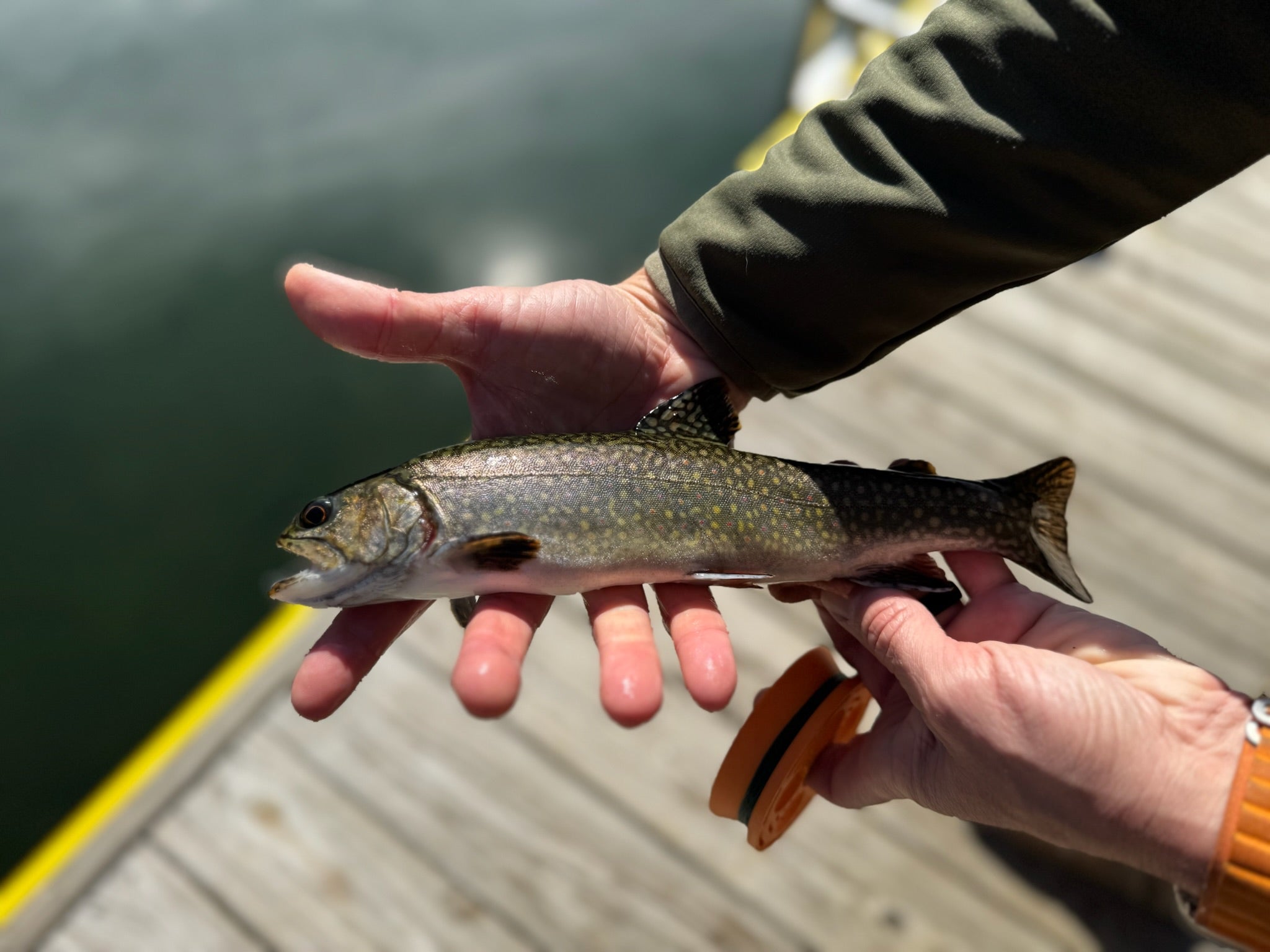 Pond Fishing Perfected: Your GoReel Kit Guide to Stillwater Success