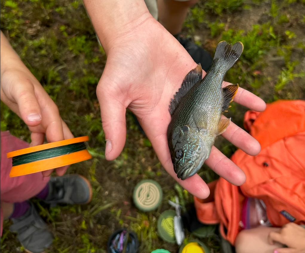 Hand Reel Fishing bluegill