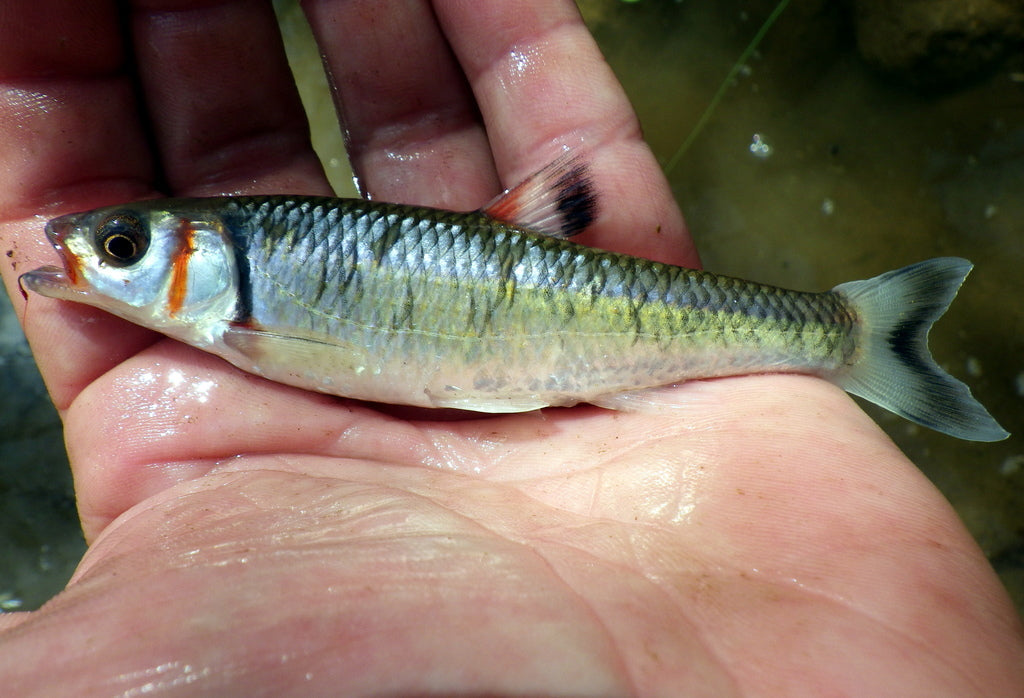 Mini Catch Micro Fishing: Catch Amazing Tiny Fish Anywhere – Crystal Creek Gear